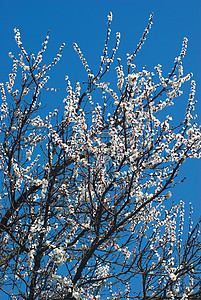 杏花盛开花园蓝色生活公园白色雌蕊季节植物群花瓣天空背景图片