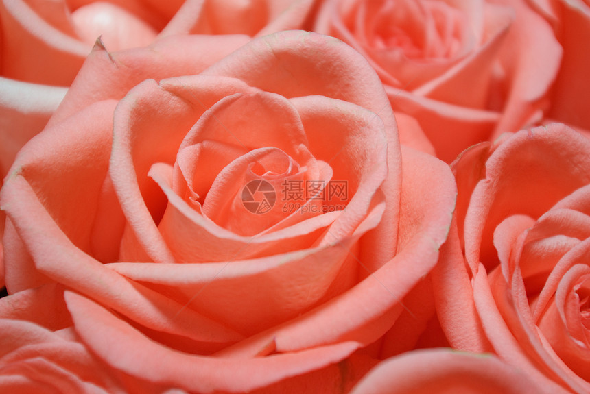 玫瑰花粉色团体花园礼物花束红色宏观脆弱性植物花瓣图片