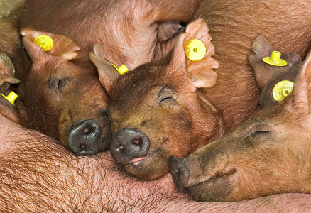 猪头分娩母性农业干草小猪农民粉色农场公猪瞌睡背景图片