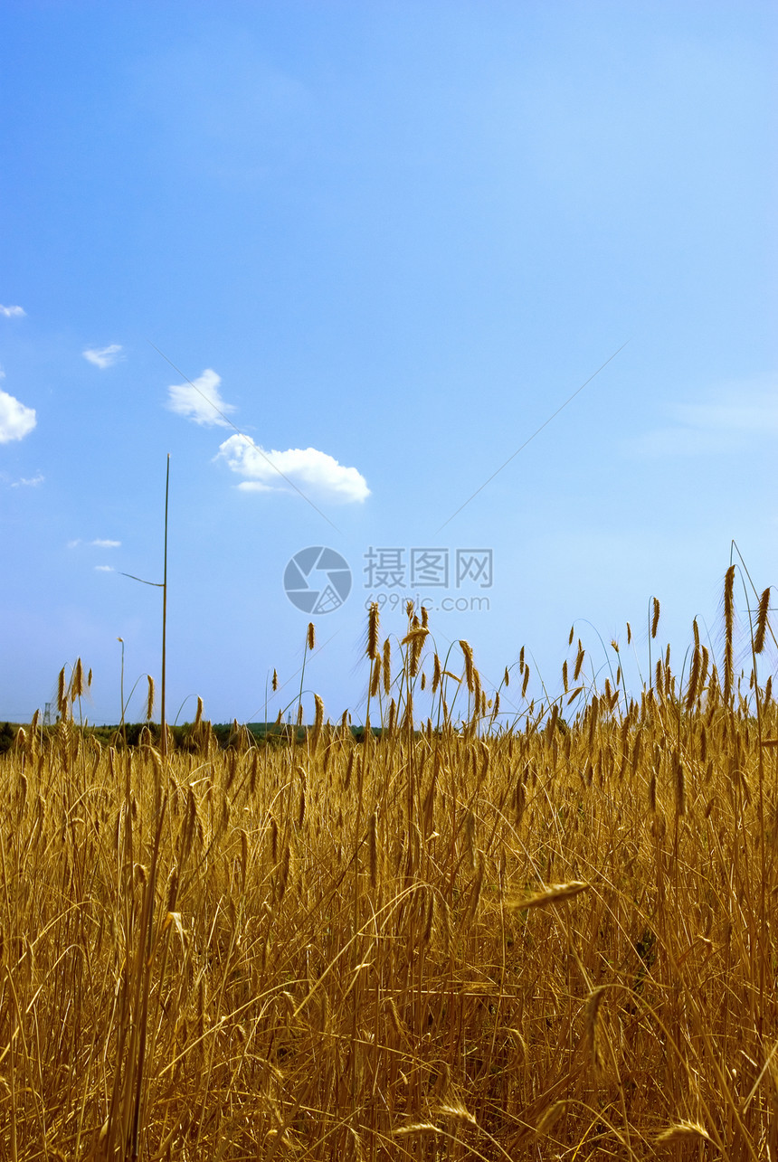 小麦田植物收成谷物国家蓝色农村粮食稻草培育金子图片