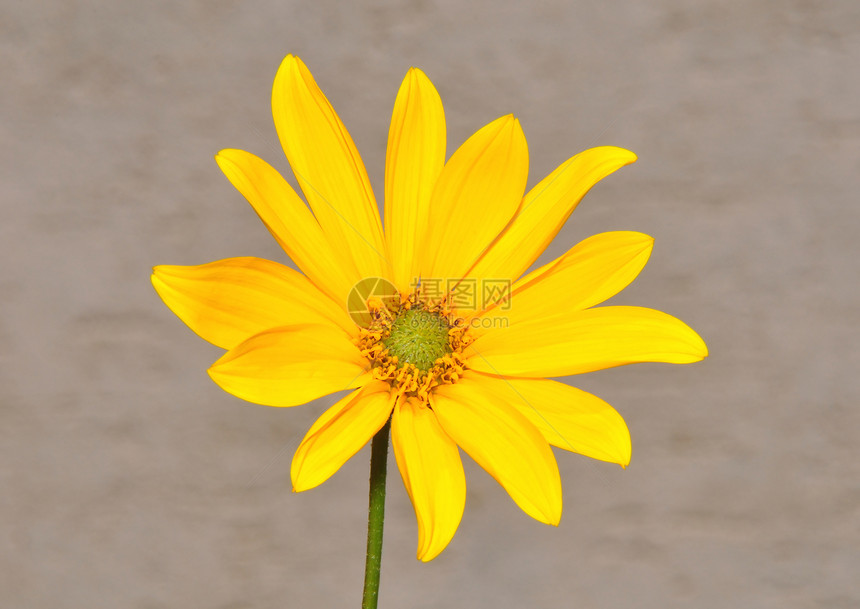 小向日向日葵植物黄色白色植物群植物学向日葵宏观图片