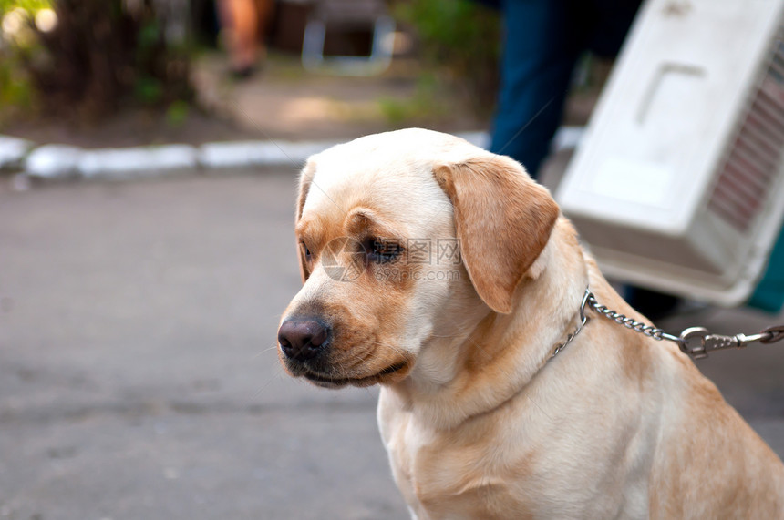 寻回狗狗鼻子动物犬类宠物羊毛朋友哺乳动物男性血统眼睛图片