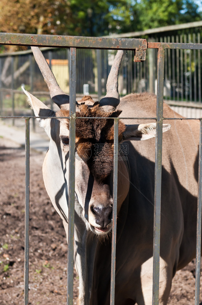 非洲羚羊网格格子男性动物公园野生动物牛角草原食草鸟舍图片
