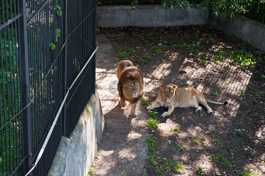 狮子狮家庭野生动物植物群鸟舍捕食者动物动物园母狮狮子哺乳动物图片