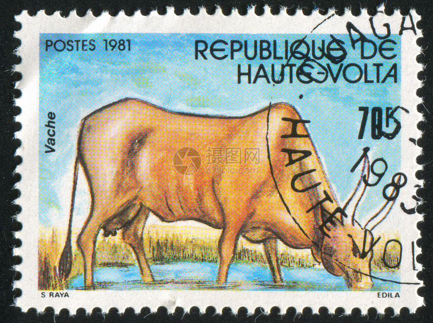 奶牛池塘水坑哺乳动物邮票邮资喇叭配种动物邮戳生乳图片