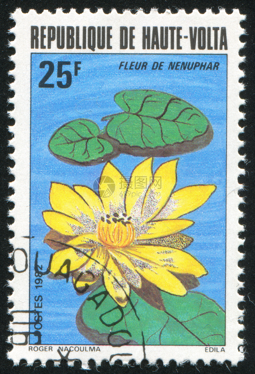 水百合花瓣邮戳花店邮票植物植物群历史性信封植物学邮件图片