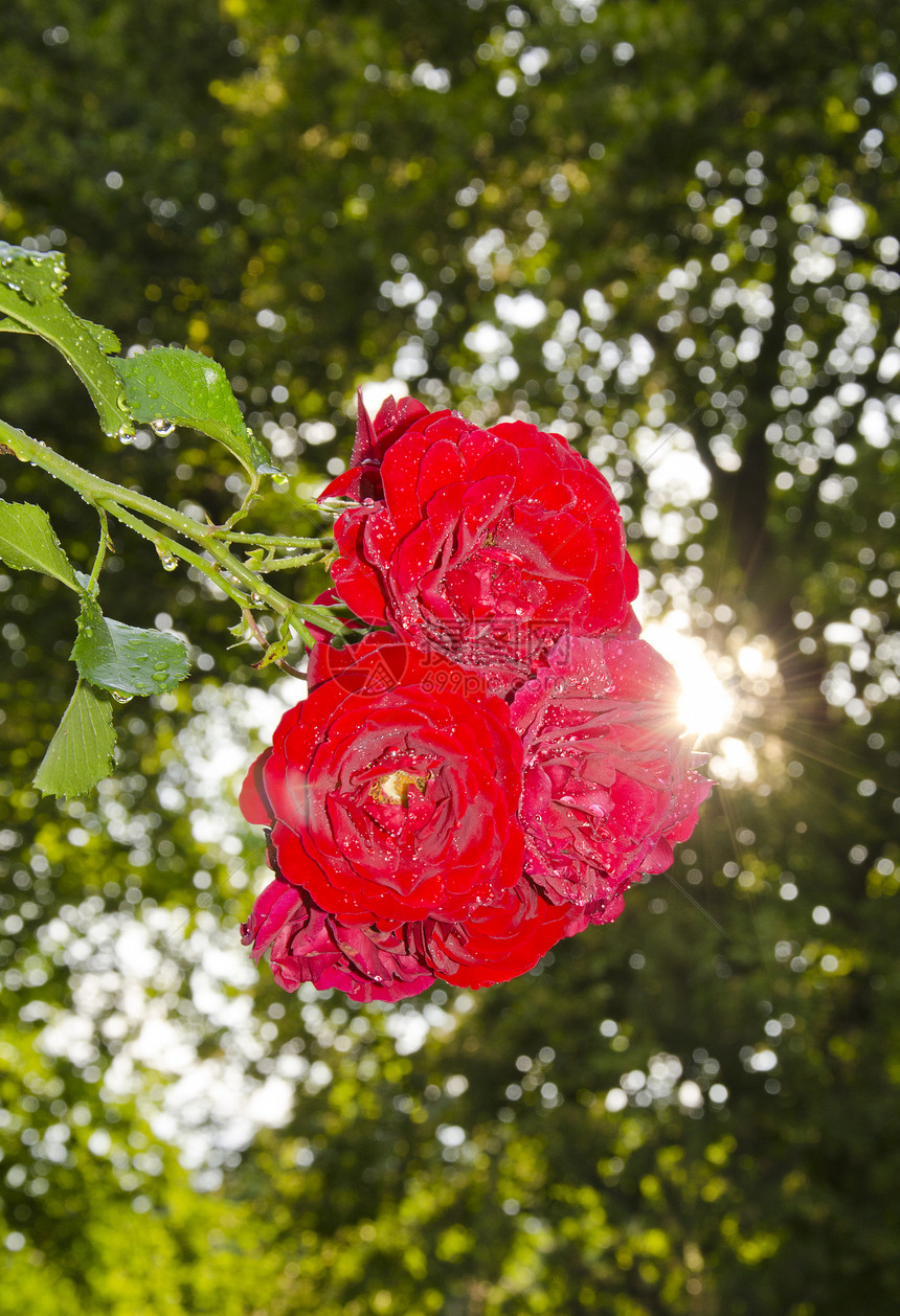 花园里生长着一帮红色的天然玫瑰图片