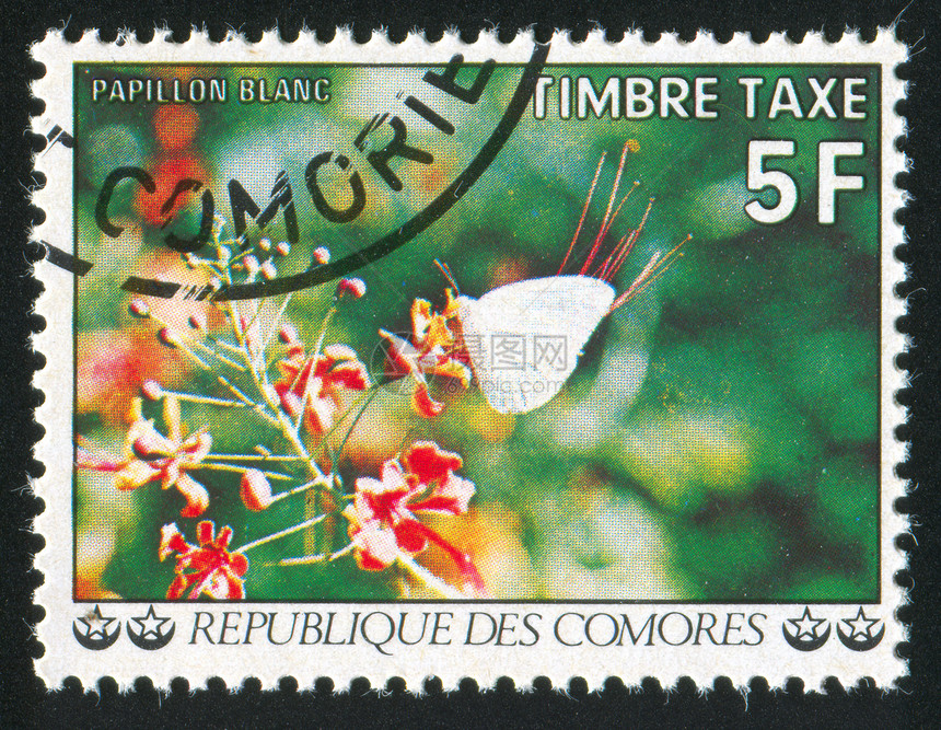 花邮件邮戳植物学历史性明信片植物群古董邮票集邮植物图片