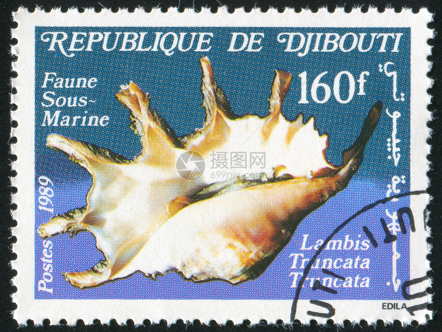 贝壳海豹集邮明信片野生动物信封邮戳古董动物邮件热带图片