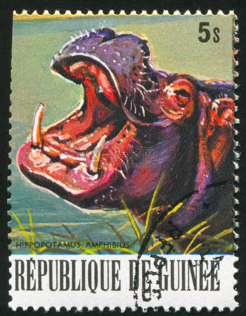 河马历史性动物邮件集邮信封哺乳动物邮票邮资邮戳野生动物图片