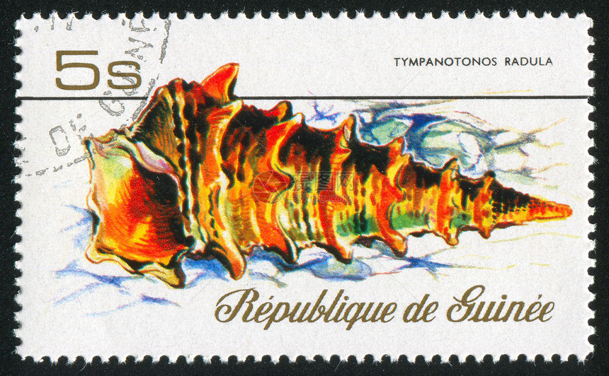 贝壳集邮邮件邮戳信封螺旋海豹热带邮票环境历史性图片
