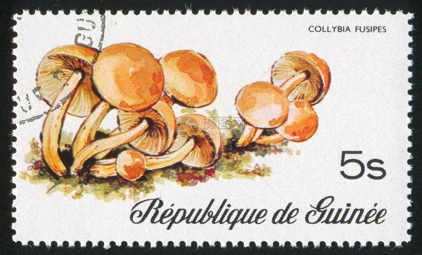 蘑菇明信片蔬菜菌类古董邮件邮票邮戳海豹荒野信封图片