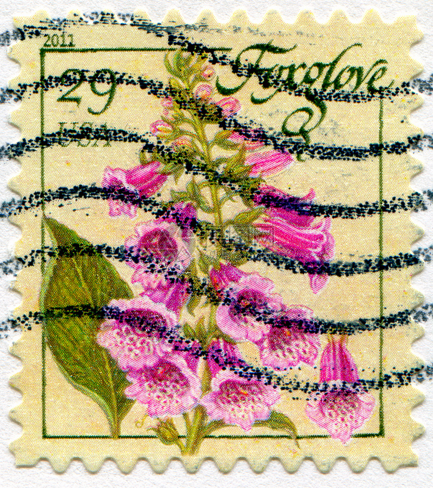 狐群树叶花瓣花粉明信片邮票信封药品历史性紫色雌蕊图片
