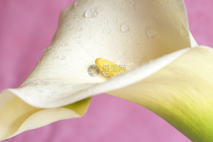 粉红色上美丽的Calla Lilly绿色白色植物礼物卷曲花园宏观百合曲线黄色图片