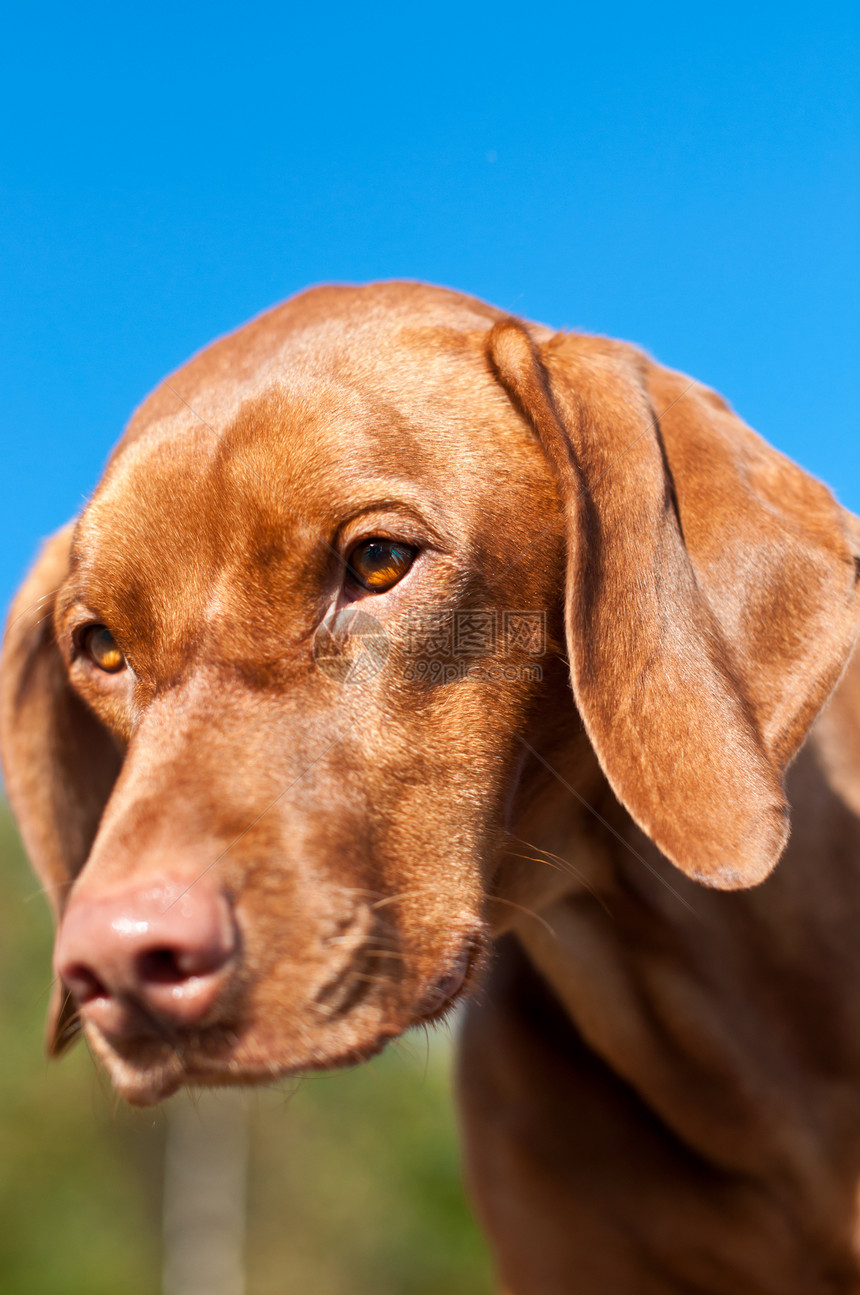 银星Vizsla狗的特写棕色犬类照片图片