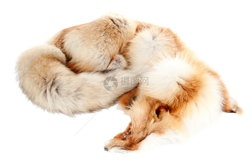 狐狸冬季毛皮 1图片