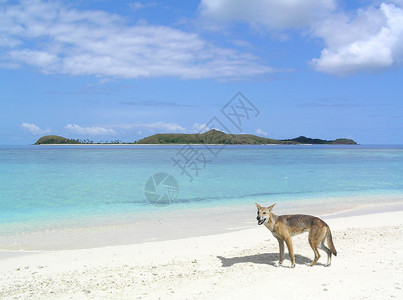 丁哥海滩晴天郊狼湖高清图片