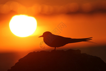 鸟儿以方形飞向太阳背景图片