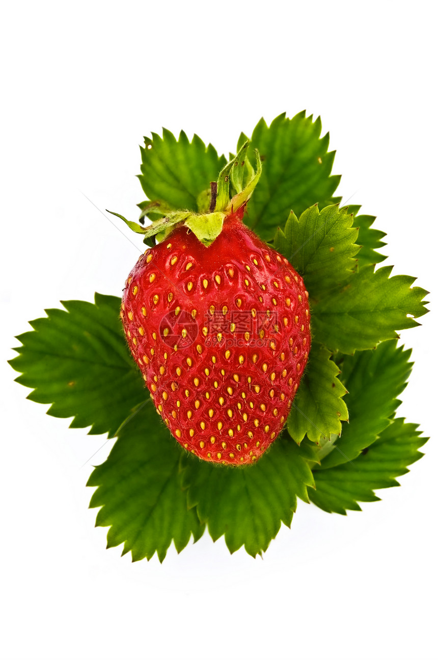 绿叶上的草莓浆果种子甜点花梗叶子红色绿色食物白色水果图片