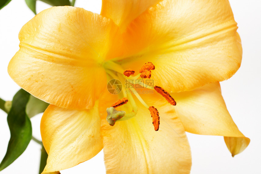黄虎李老虎生长宏观植物学杂交种礼物花园花束植物花粉图片