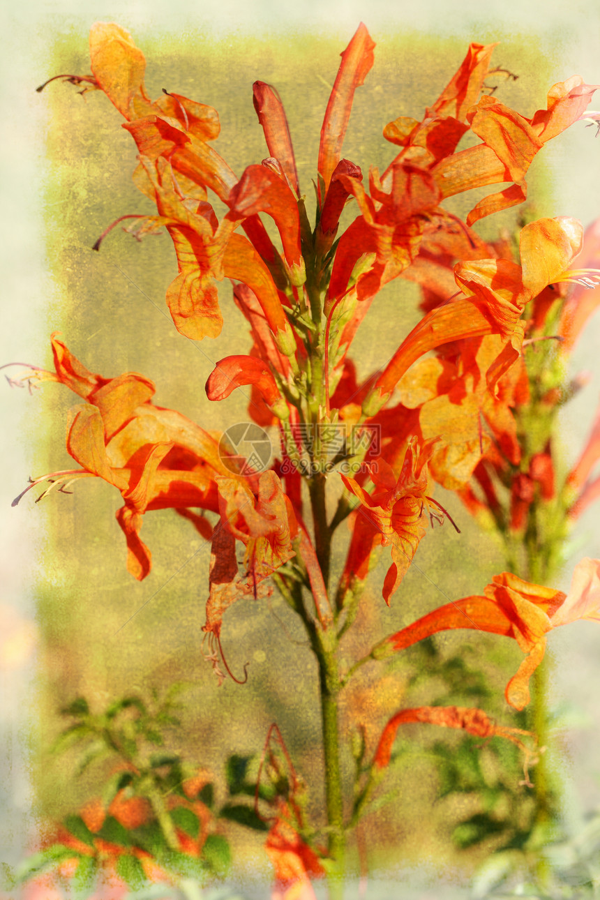 Leonotis花朵(野达加之星)图片