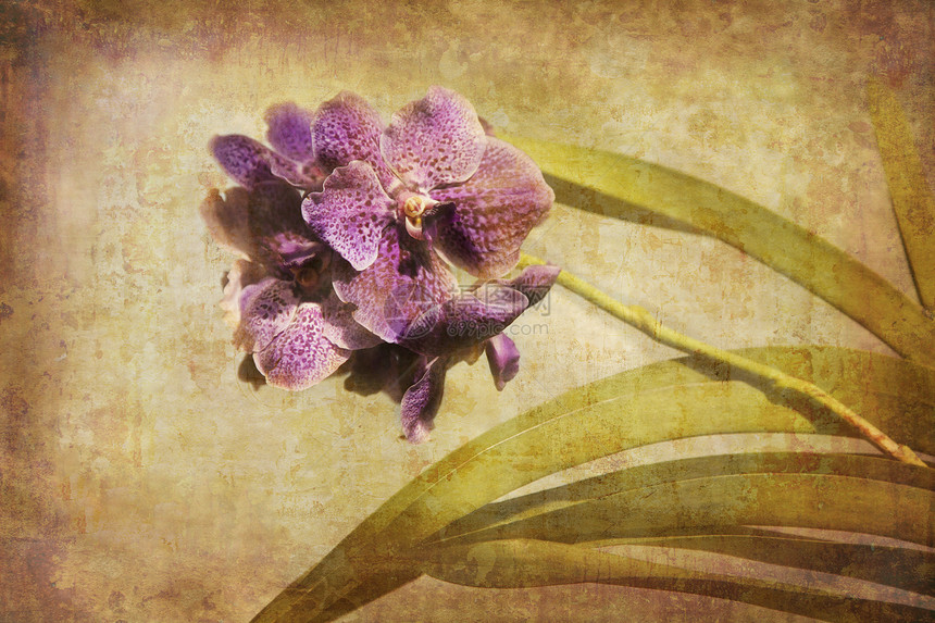 文贵兰花水平时间明信片植物创造力艺术紫色照片乡村植物群图片