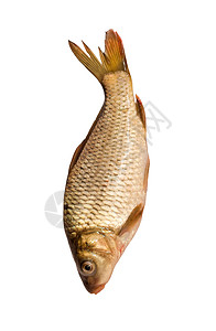 白色背景的新鲜鱼虾食物饮食背景图片