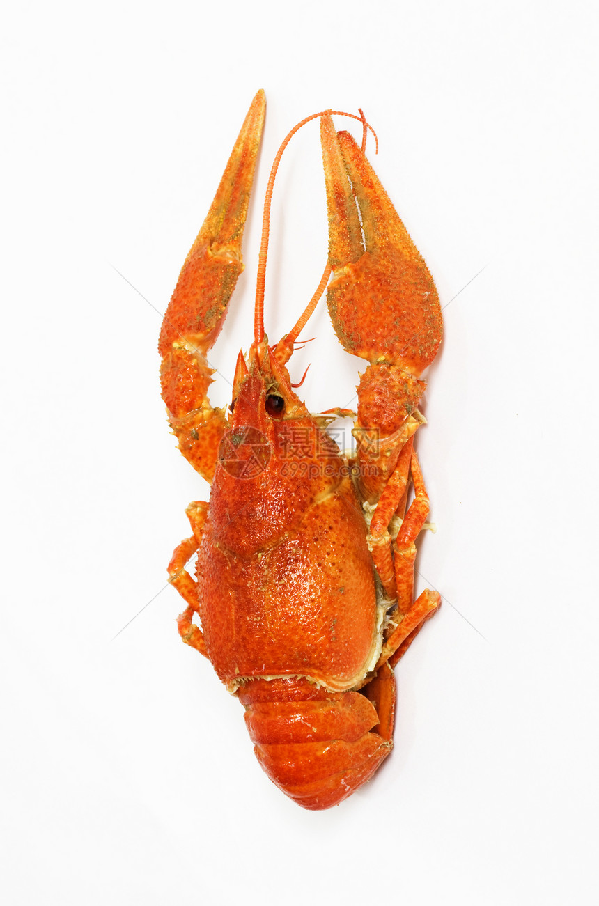 白底红龙虾白色龙虾午餐红色海鲜美食螃蟹小龙虾食物图片
