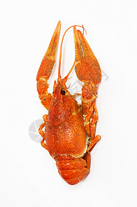 白底红龙虾白色龙虾午餐红色海鲜美食螃蟹小龙虾食物背景图片