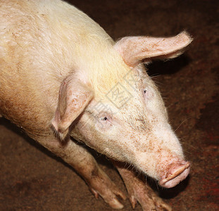 好奇猪哺乳动物恶臭野生动物小猪乳猪草地鼻子庇护所熏肉农业背景图片