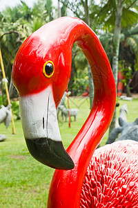 红火花羽毛黑色红色火烈鸟公园脖子背景图片