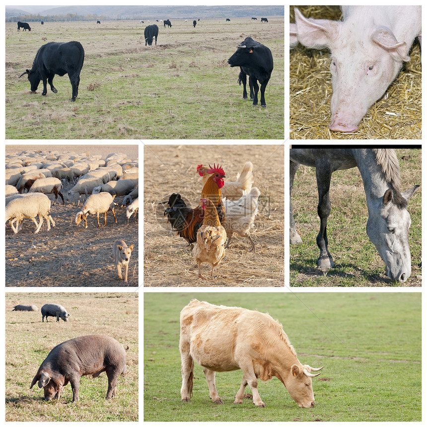 牧牛的牲畜草地绿色市场动物猪肉火腿食物家畜牧场农业图片