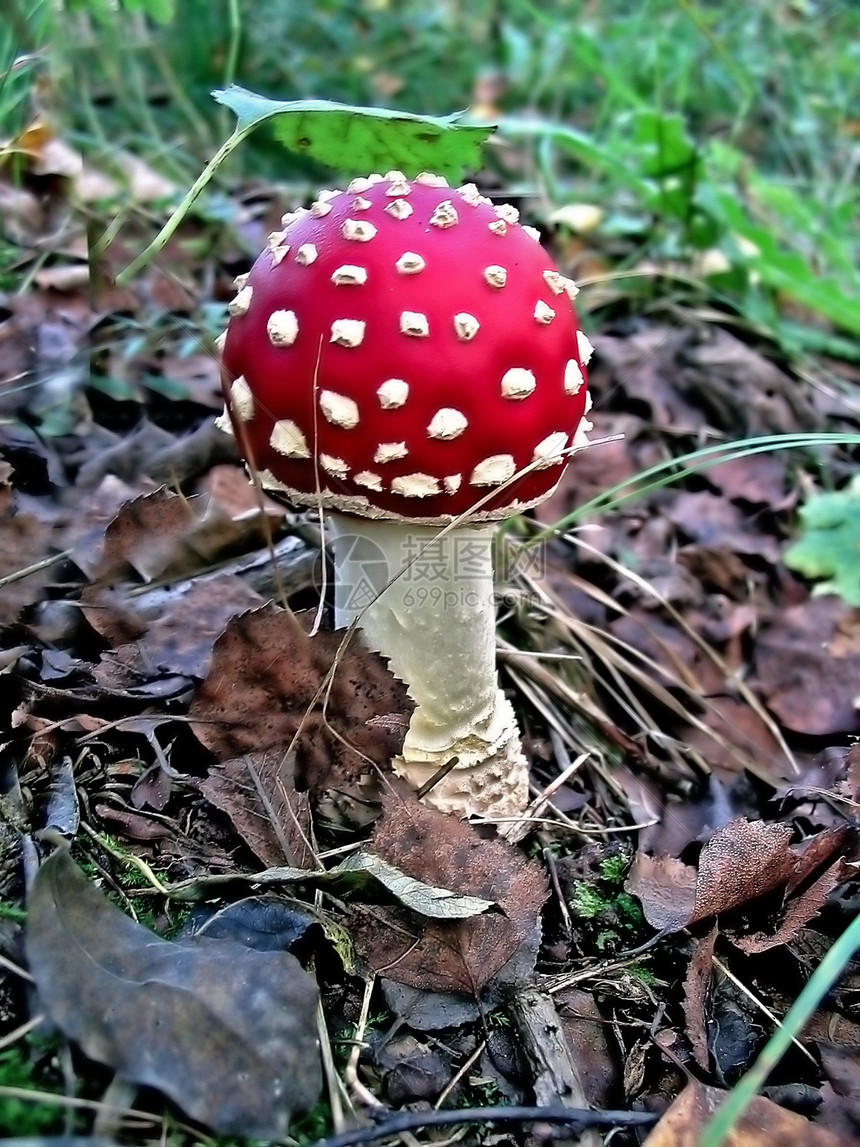 红色苍蝇森林叶子季节性植物学季节生物学脚跟菌类医疗宏观图片