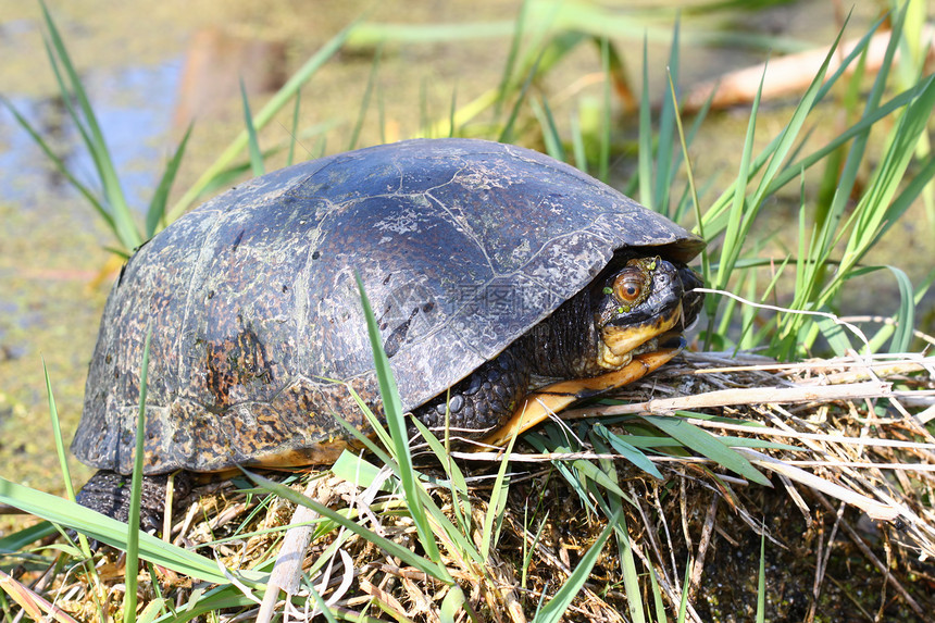 斑龟濒危动物学总纲爬虫威胁生态环境生物学科学湿地图片