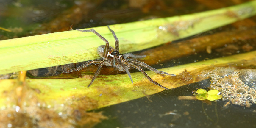 六点蜘蛛动物沼泽野生动物湿地海卫食肉生态昆虫学生物学昆虫图片