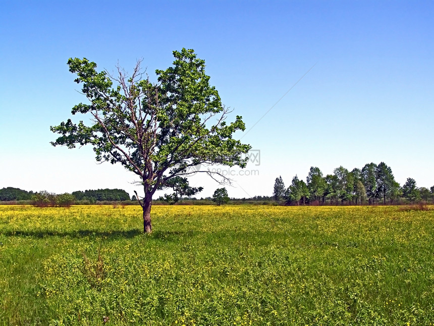 绿地上的小橡树场地蓝色力量橡木地平线树叶森林孤独季节牧场图片