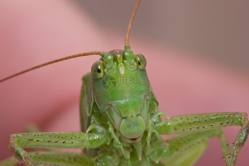 好奇天线绿色飞蝗蟋蟀复眼宏观昆虫图片