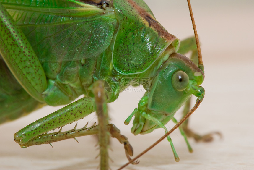 准备跳跃蟋蟀天线绿色复眼昆虫宏观飞蝗图片