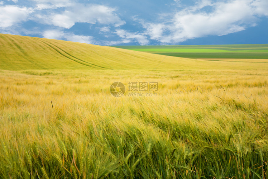 场外景观生态季节小麦农业环境黄色玉米绿色农村天空图片