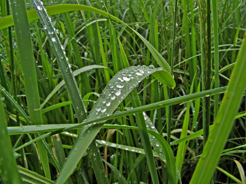 草药上滴雨杂草活力环境镜头海浪叶子特写气候植物洪水图片