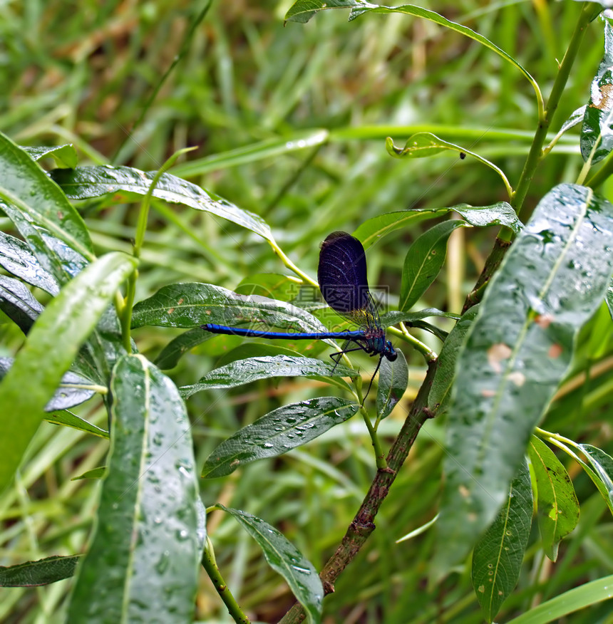 龙植物湿地叶子土地蜻蜓香蒲飞行绿地昆虫公园图片