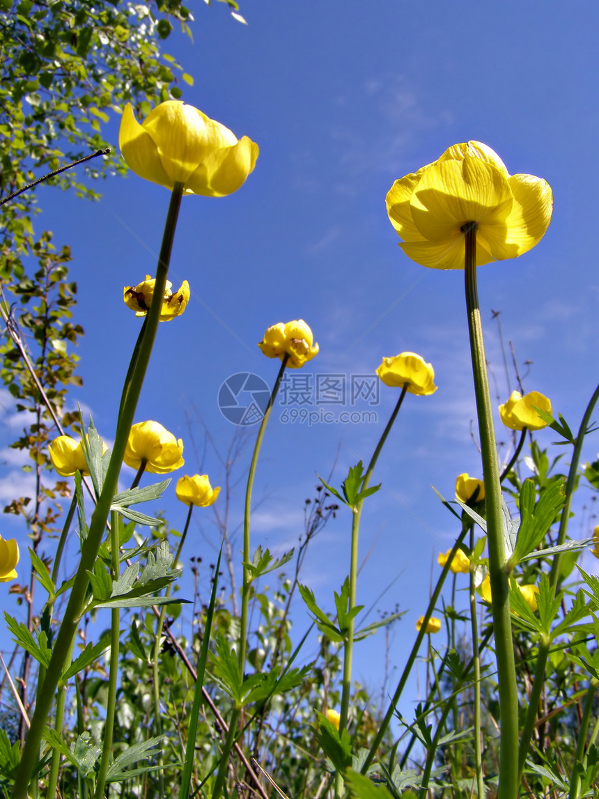 木柴中黄色花朵生长场地床单蓝色生物学花园植物学草地荒野草本植物图片