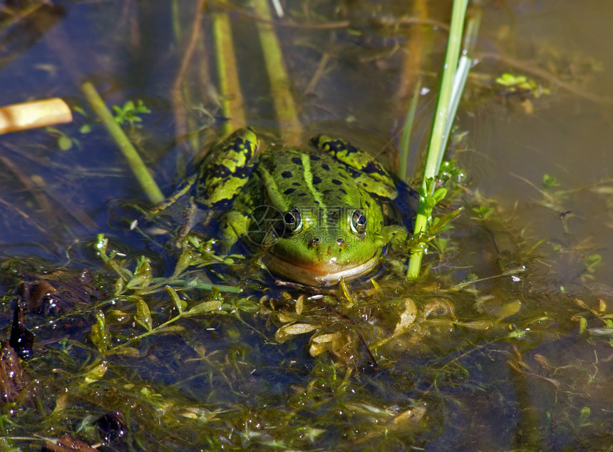 青蛙动物水线沼泽两栖动物植物脊椎动物浮萍湿度草本植物环境图片