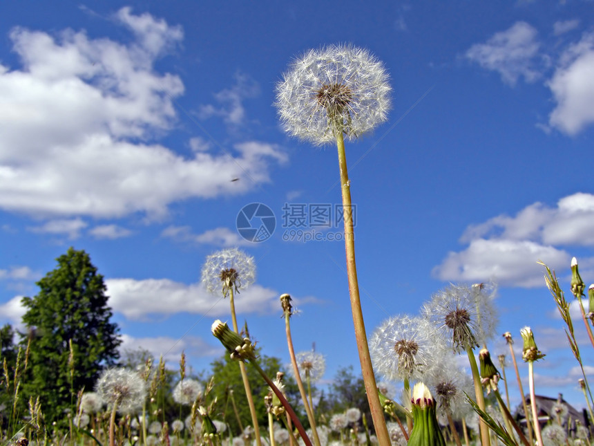 田野露地阳光蜜蜂天空风景宏观场景蜂蜜野生动物昆虫场地图片