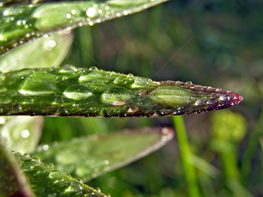 百合板上滴雨叶子气候同心洪水植物眼泪细流活力床单植物群图片