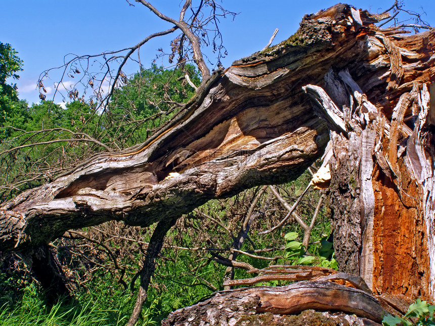 枯树树干衰变静脉损害荒野树枝风化空地苔藓天气图片