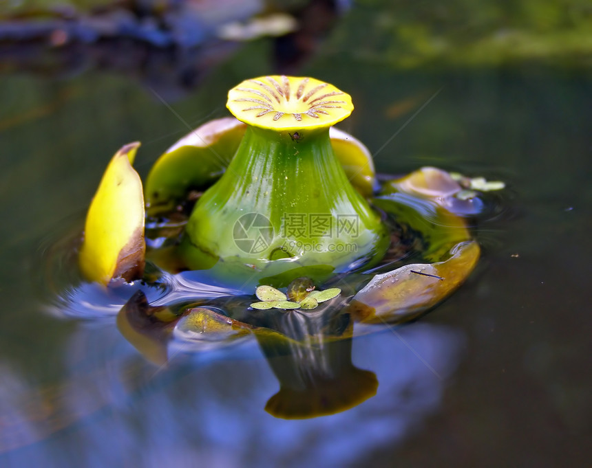 花的芽 以登在水中图片