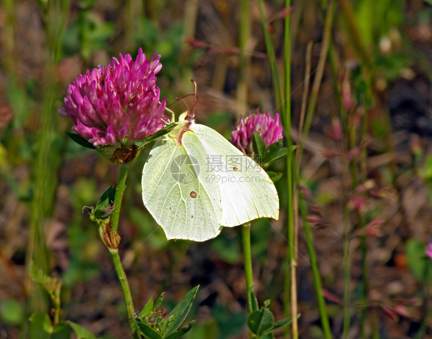 蝴蝶在荷兰花朵上木材花瓣香气自由爪子场地森林野生动物翅膀叶子图片