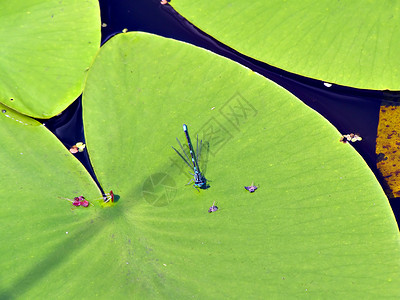 水里百合板上的环境植物绿地生物学沼泽芦苇池塘翅膀土地背景图片