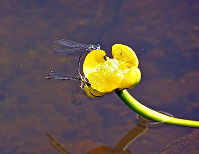 池塘蜻蜓水里花朵上的两只背景